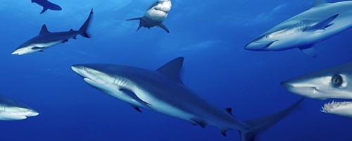 Sharks2