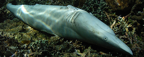 Sharks3