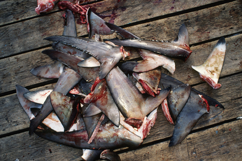 Ontario Municipal Shark Fin Bans