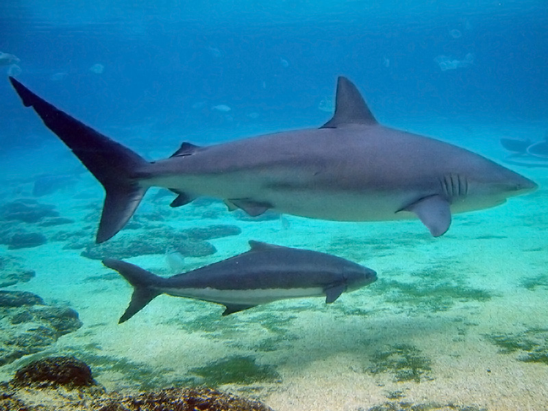 Animal Justice Shark Finning