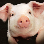 Gestation Crates and Intensive Pig Farming