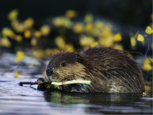 Beavers Are Keystone Species in USA