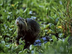 Nutria