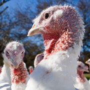Here’s Why Thanksgiving is a Nightmare for Turkeys