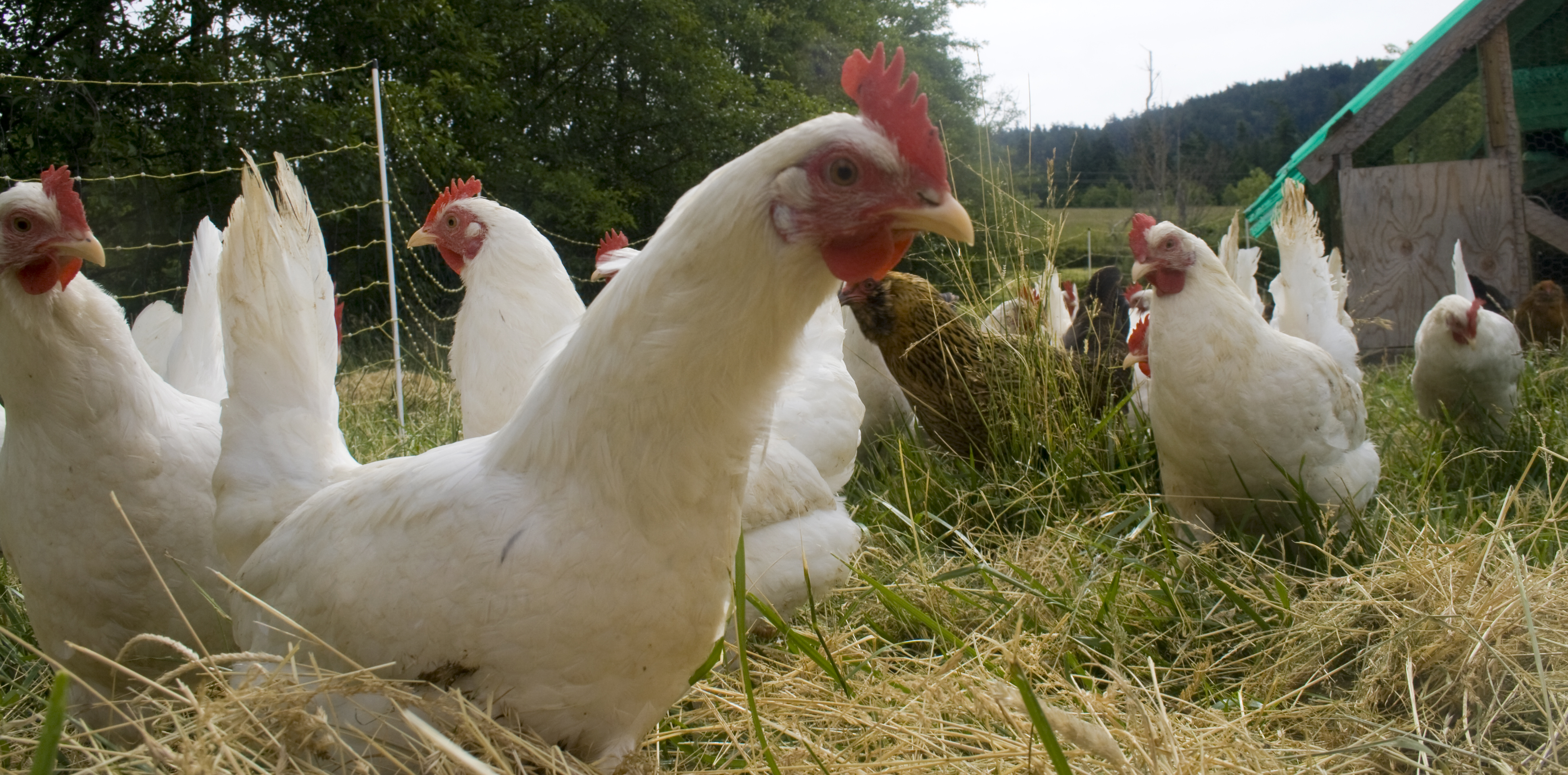 Toronto Reviews Urban Hen Program – Speak Out for Chickens