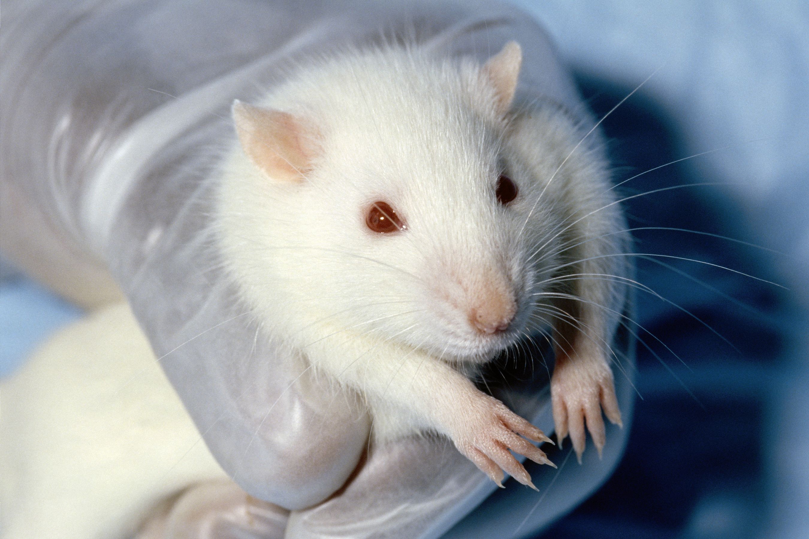 Medical Testing on Animals: A Brief History