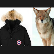 Does canada goose skin animals clearance alive