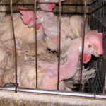 Animal_Abuse_Battery_Cage_01