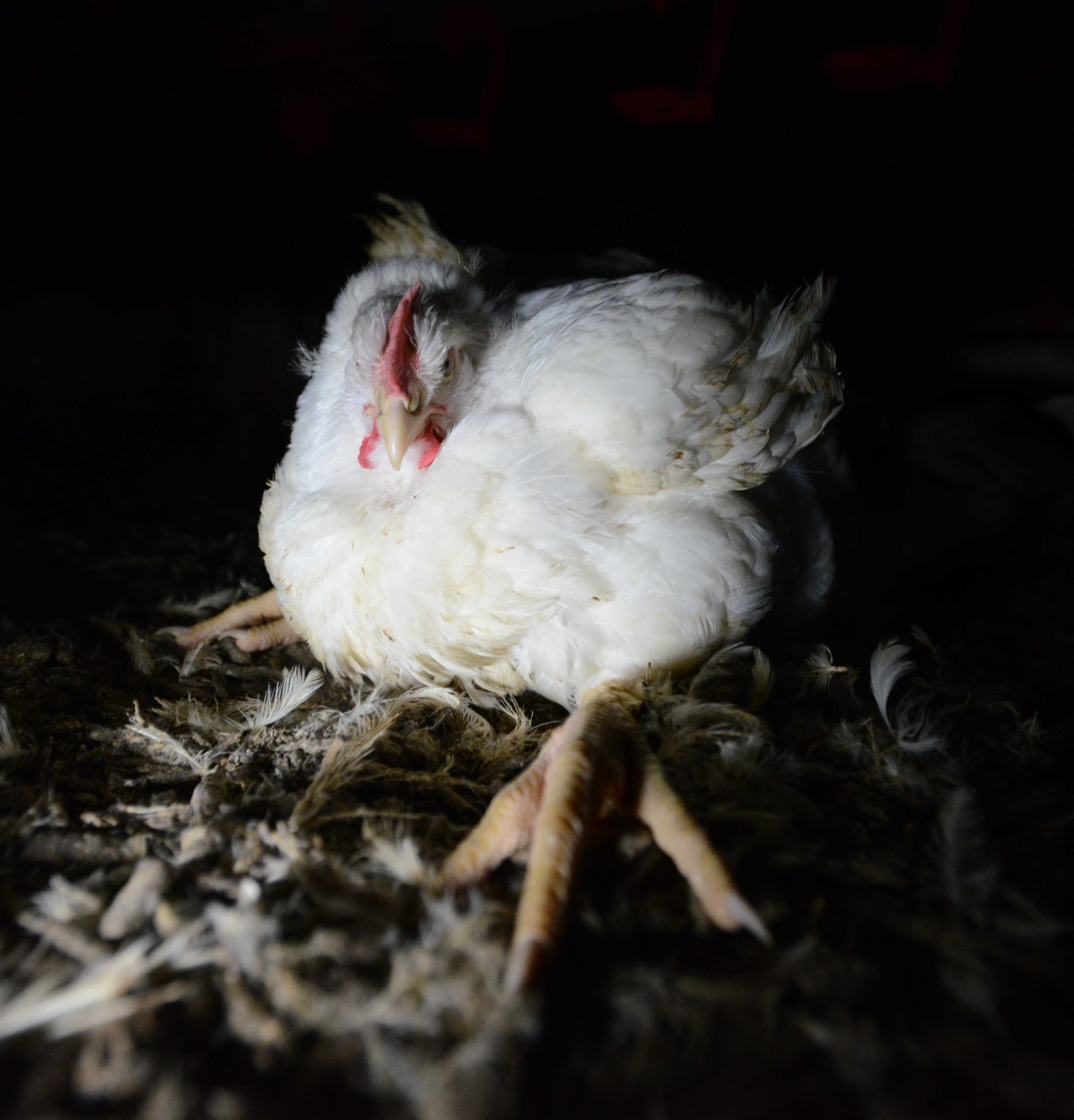 Speak Up For Chickens and Turkeys During the Poultry Code of Practice Comment Period