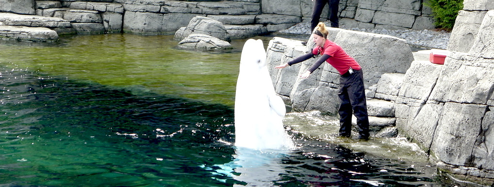Newly Released Documentary Exposes a Dark Side to Vancouver Aquarium