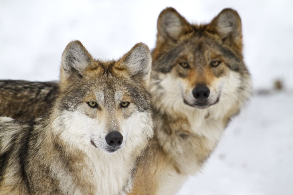 Animal Justice Fights Ontario’s Wolf and Coyote Slaughter