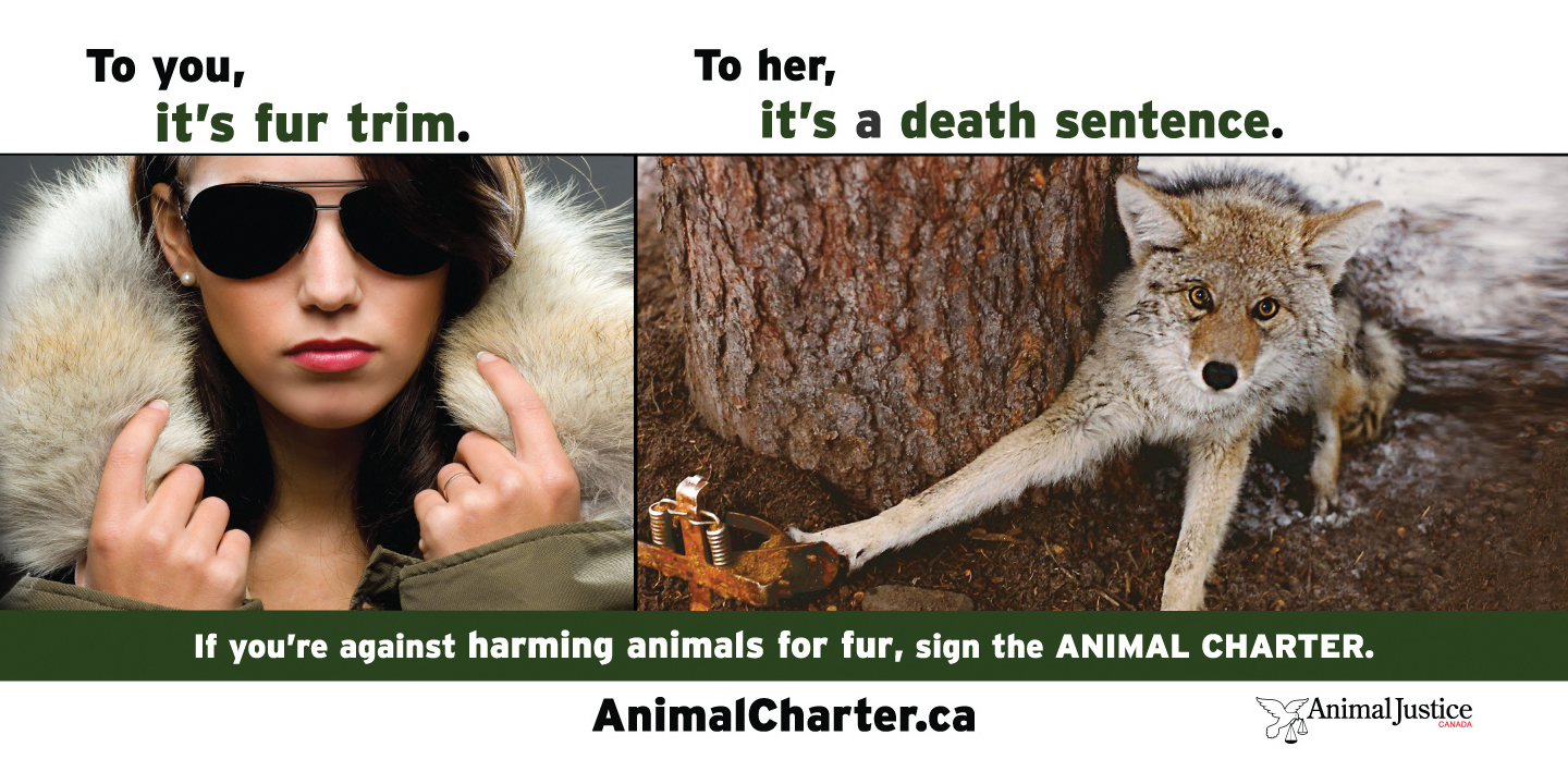 Animal Justice Canada Launches Largest Ever Animal Protection Billboard Campaign Animal Justice