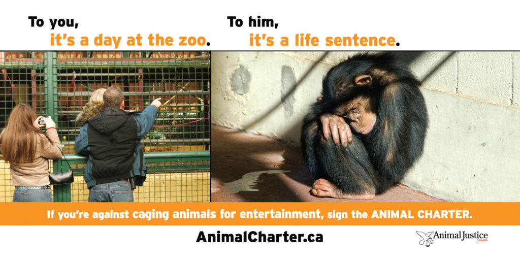 Animal Justice Canada Launches Largest Ever Animal Protection Billboard Campaign Animal Justice