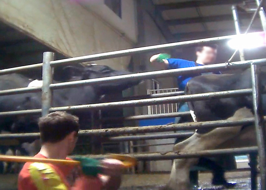 Delay in Dairy Cruelty Prosecution Sparks National Outcry