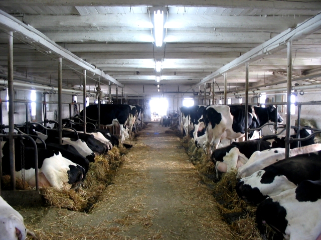 Chilliwack Workers Sentenced To Jail Time for Dairy Cow Abuse