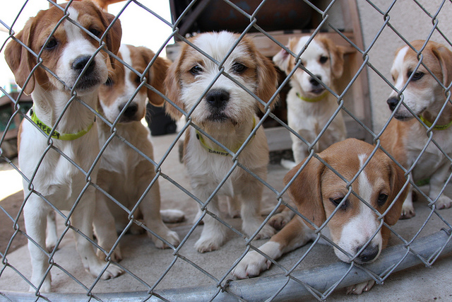 Animal Justice Supports Ban on Retail Pet Sales in Ottawa