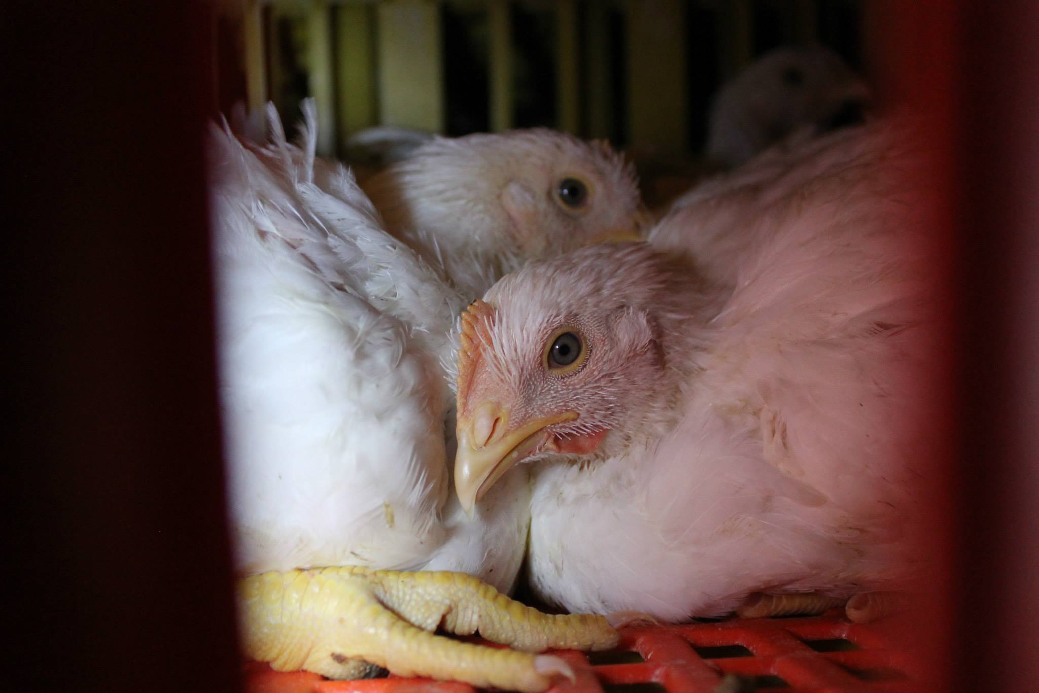 Canadians Killed More Than 750 Million Animals For Food in 2015