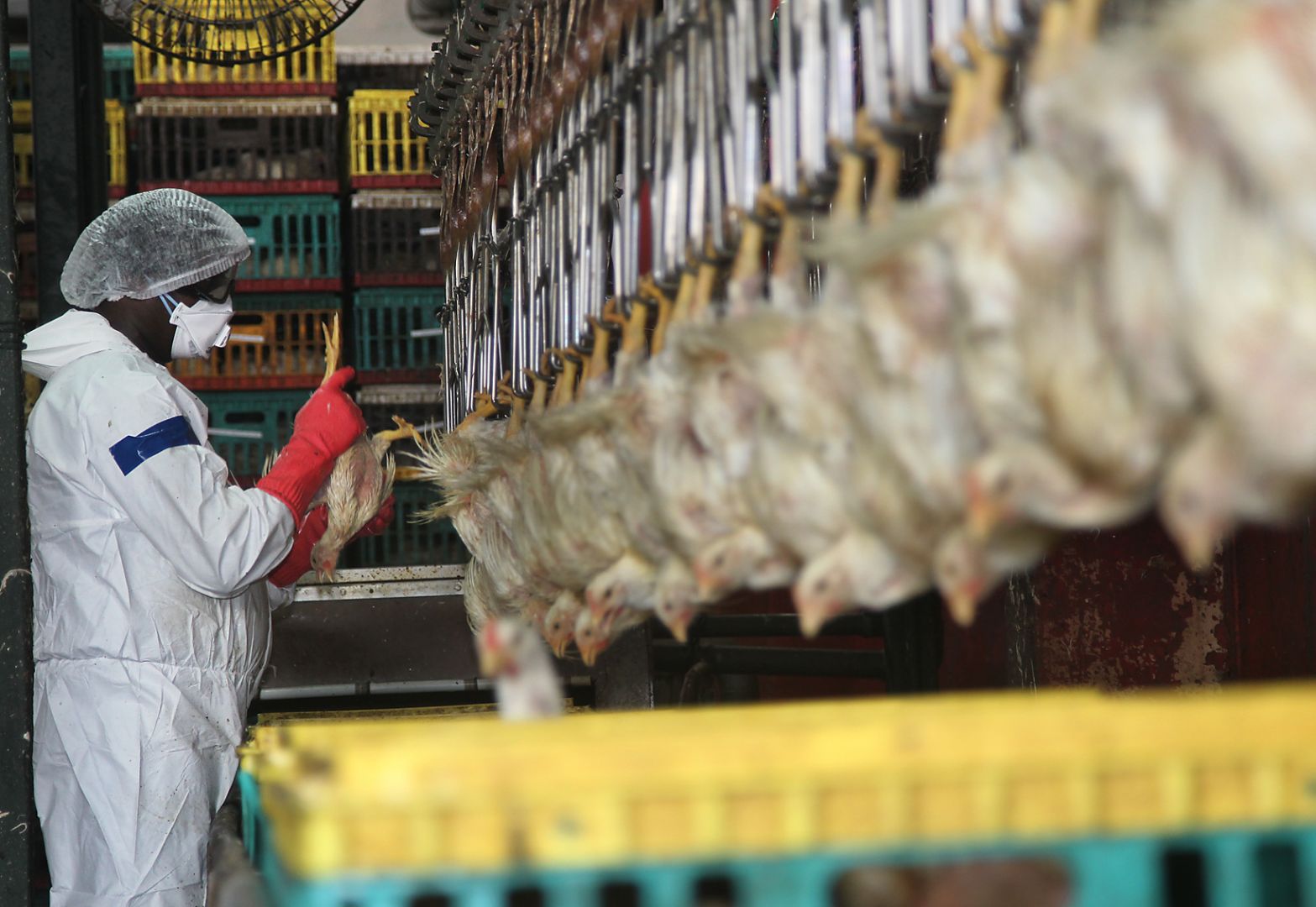 The Poultry Industry Treats Workers Like Disposable Commodities
