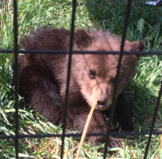 B.C. Conservation Officer Kills Healthy Bear Cub