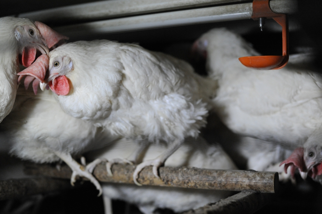 Public Comments Needed on Draft Code of Practice for Chickens Used for Eggs