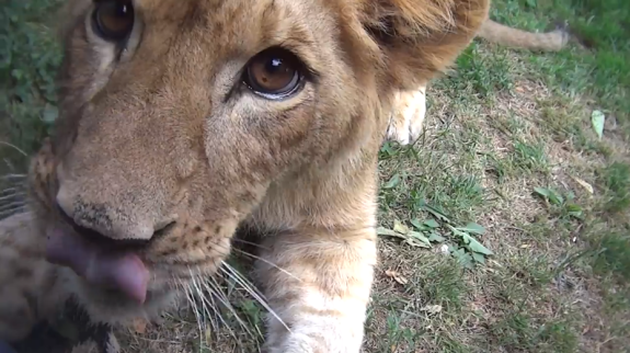 Papanack Zoo Cruelty Exposed in Secret Video