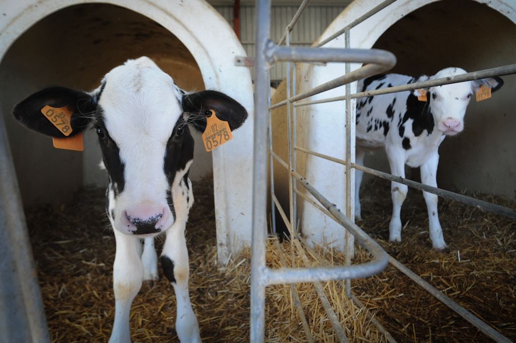 Help Protect Calves From Veal Industry Cruelty
