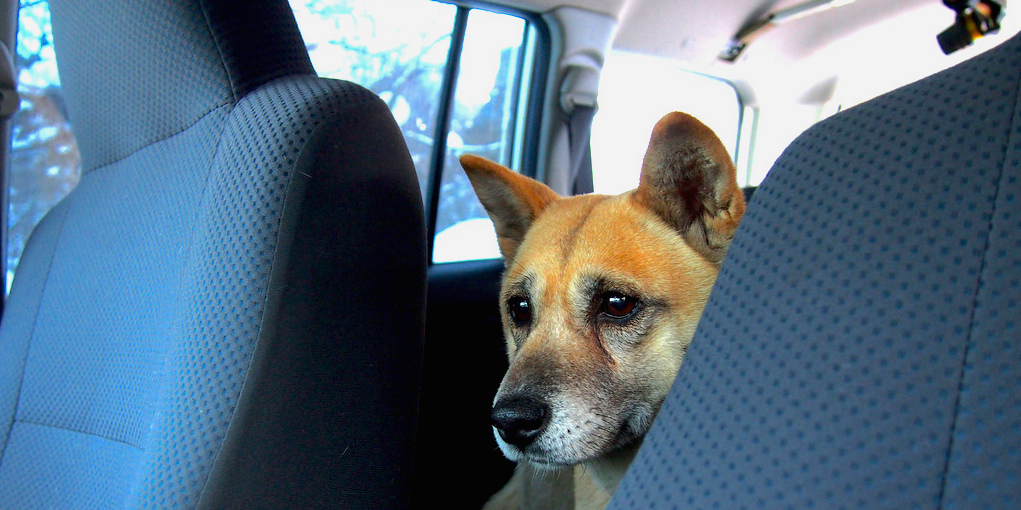 How to Protect Dogs Left in Hot Cars This Summer