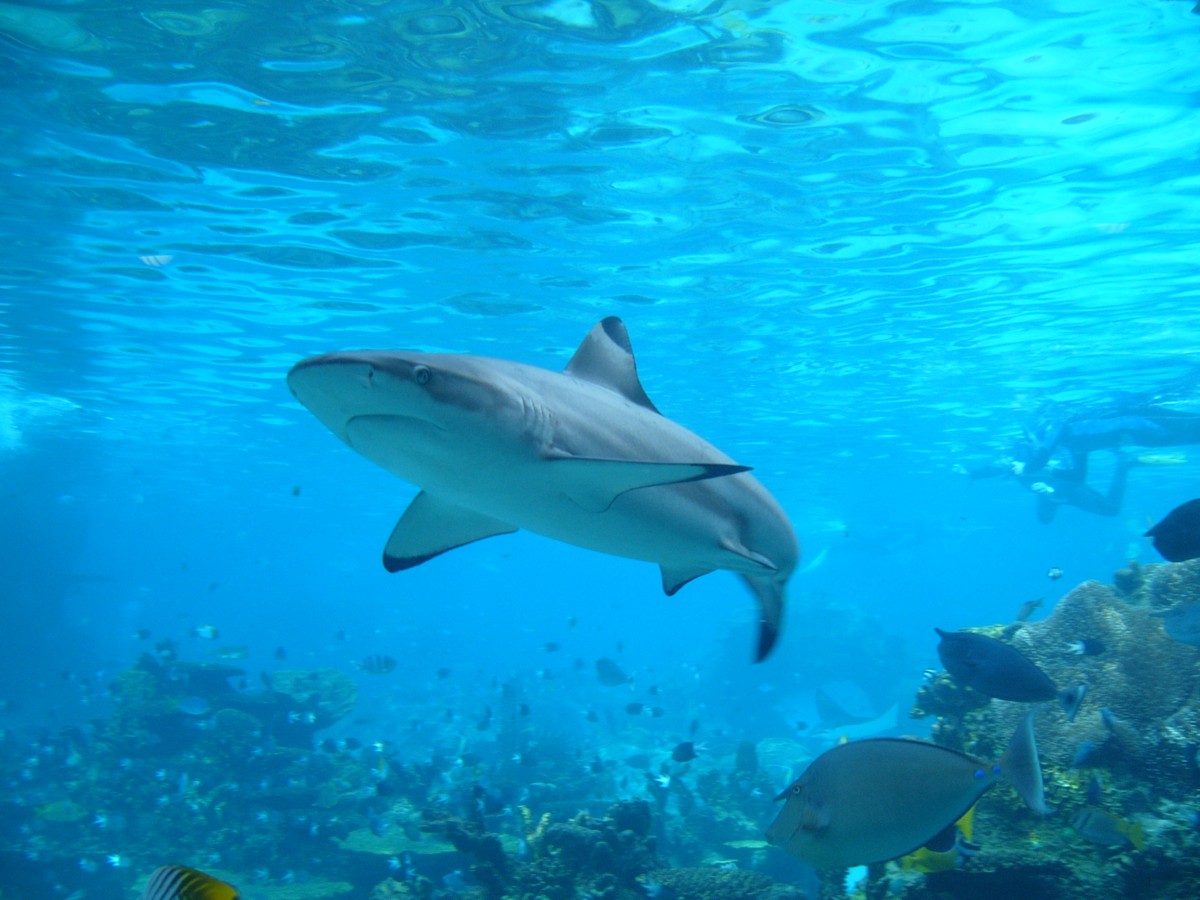 It’s Shark Week! Here’s How We’ll End Shark Finning For Good
