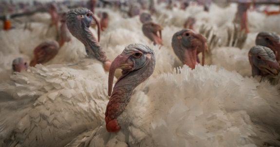 Here’s Why Thanksgiving is a Nightmare for Turkeys