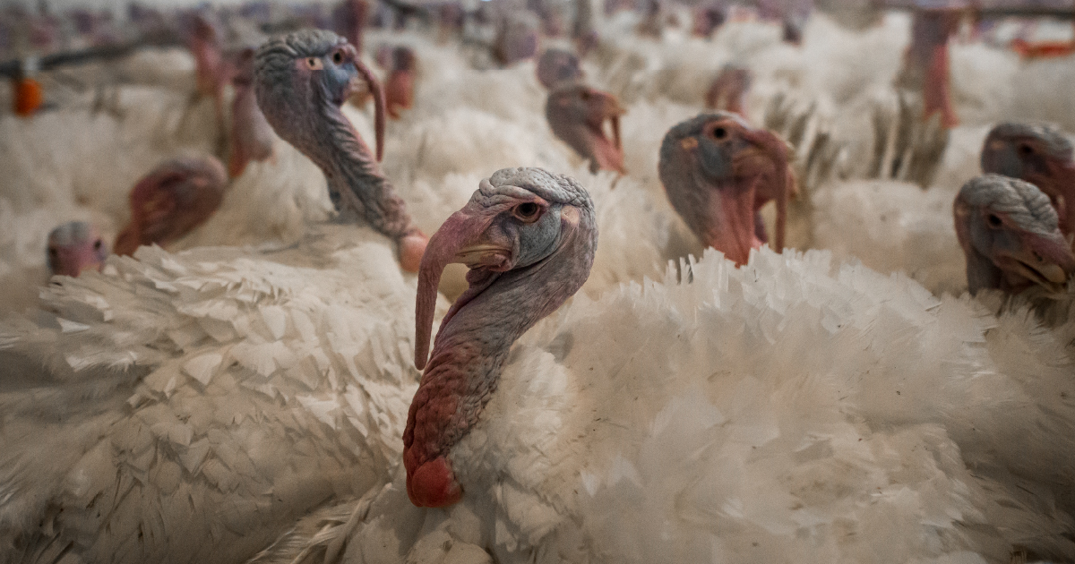 Image shows turkeys in factory farm