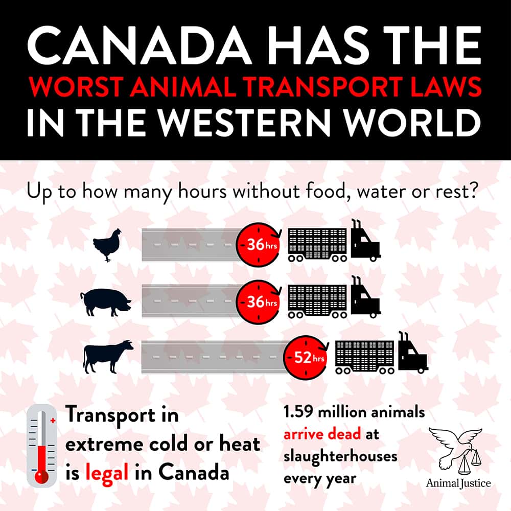 Animals Are Freezing To Death on Canadian Slaughter Trucks Right Now