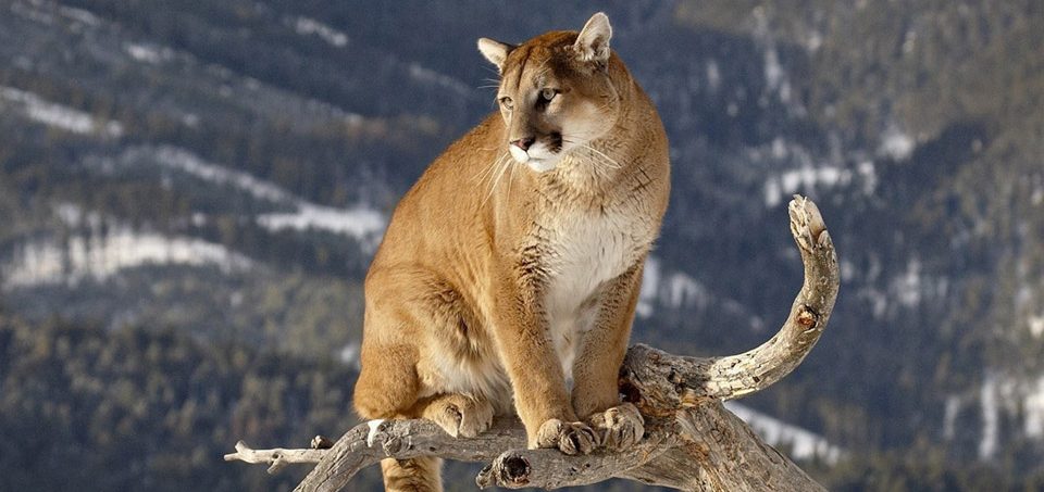 B.C. Wants to Let Hunters Chase Terrified Cougars With Dogs