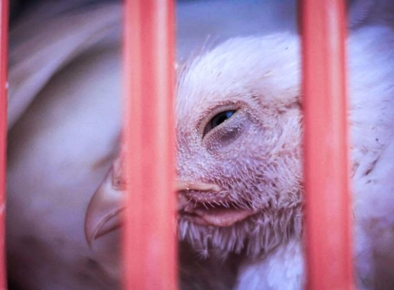Chicken Canada animal transport