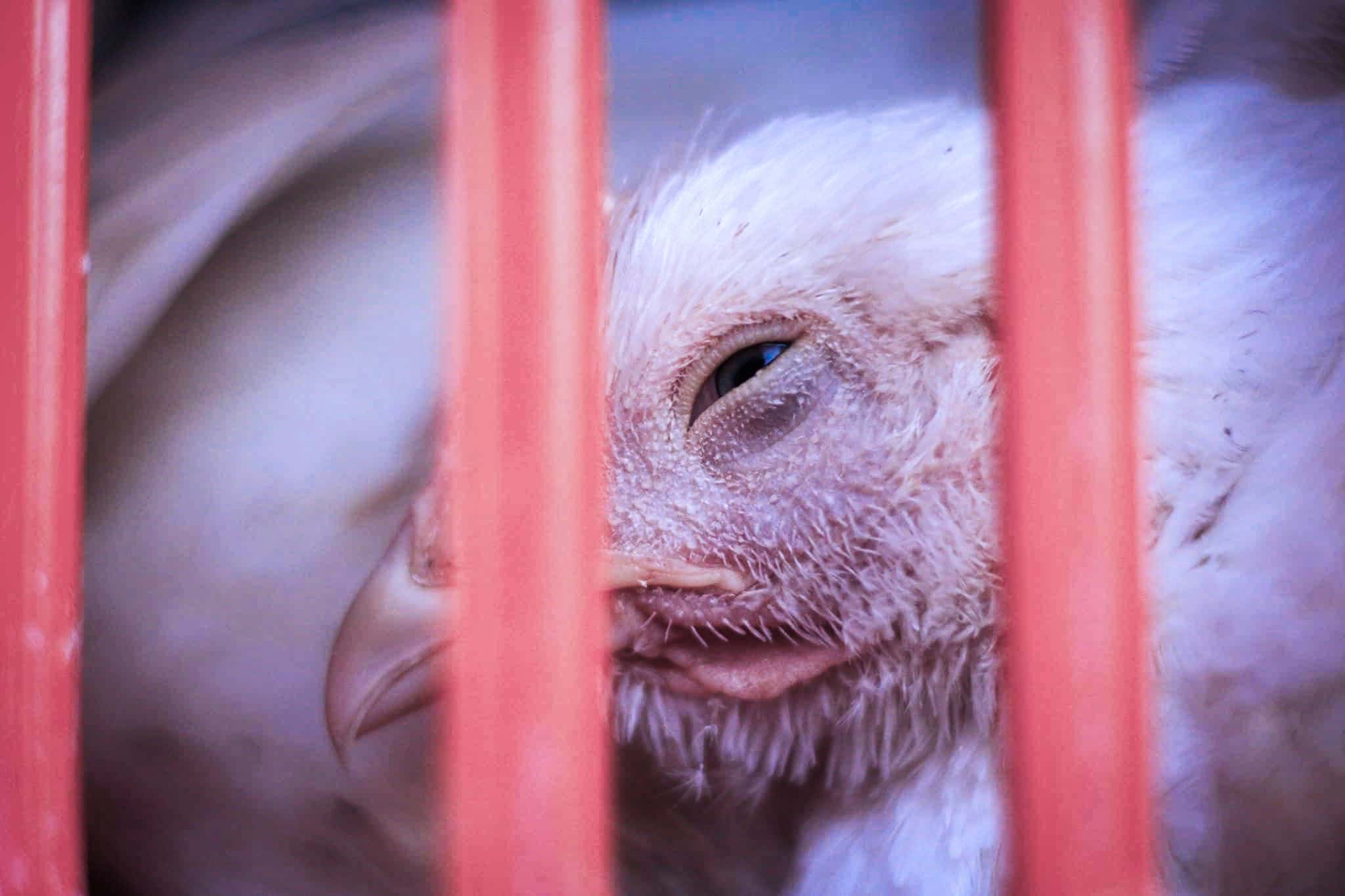 Animals Are Freezing To Death on Canadian Slaughter Trucks Right Now