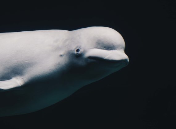 beluga whale vancouver aquarium marineland captivity