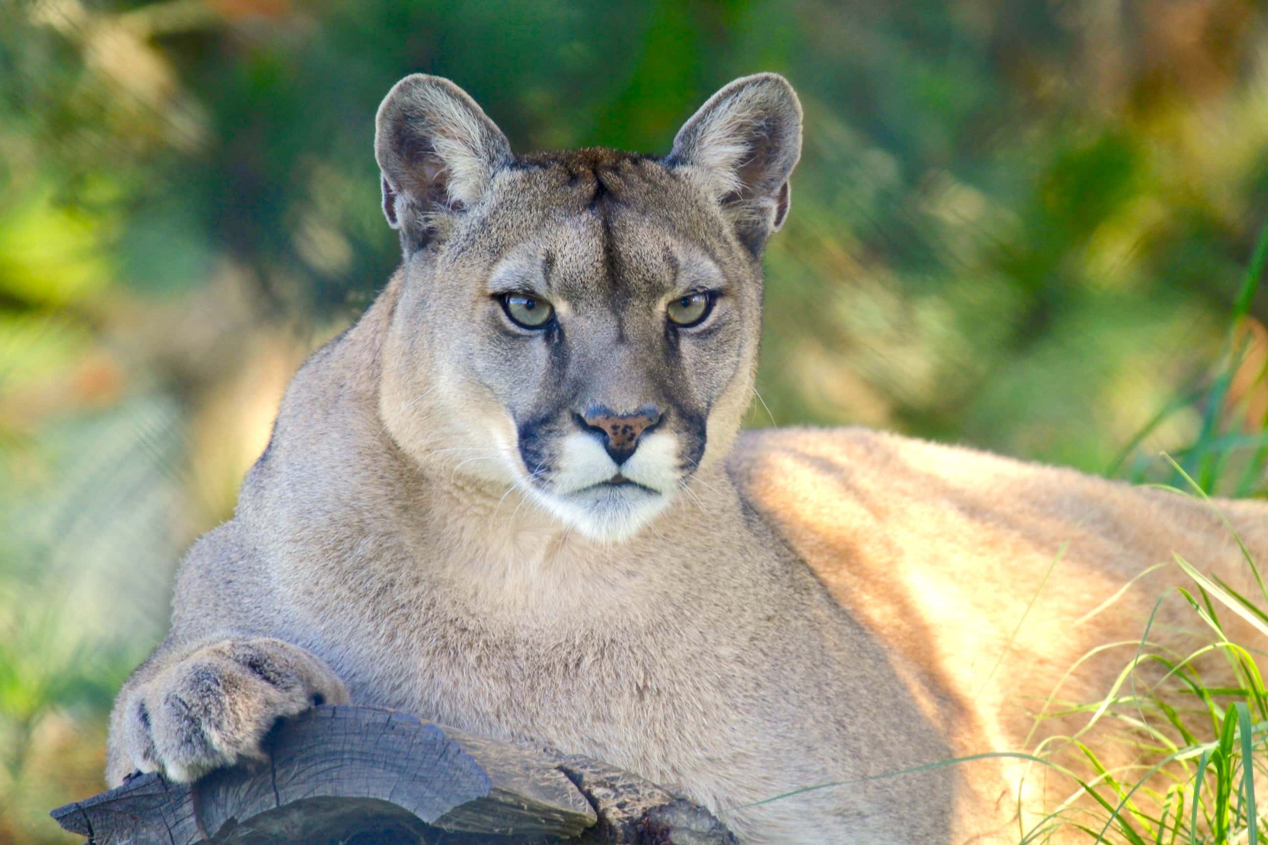 pictures-animals-of-canada