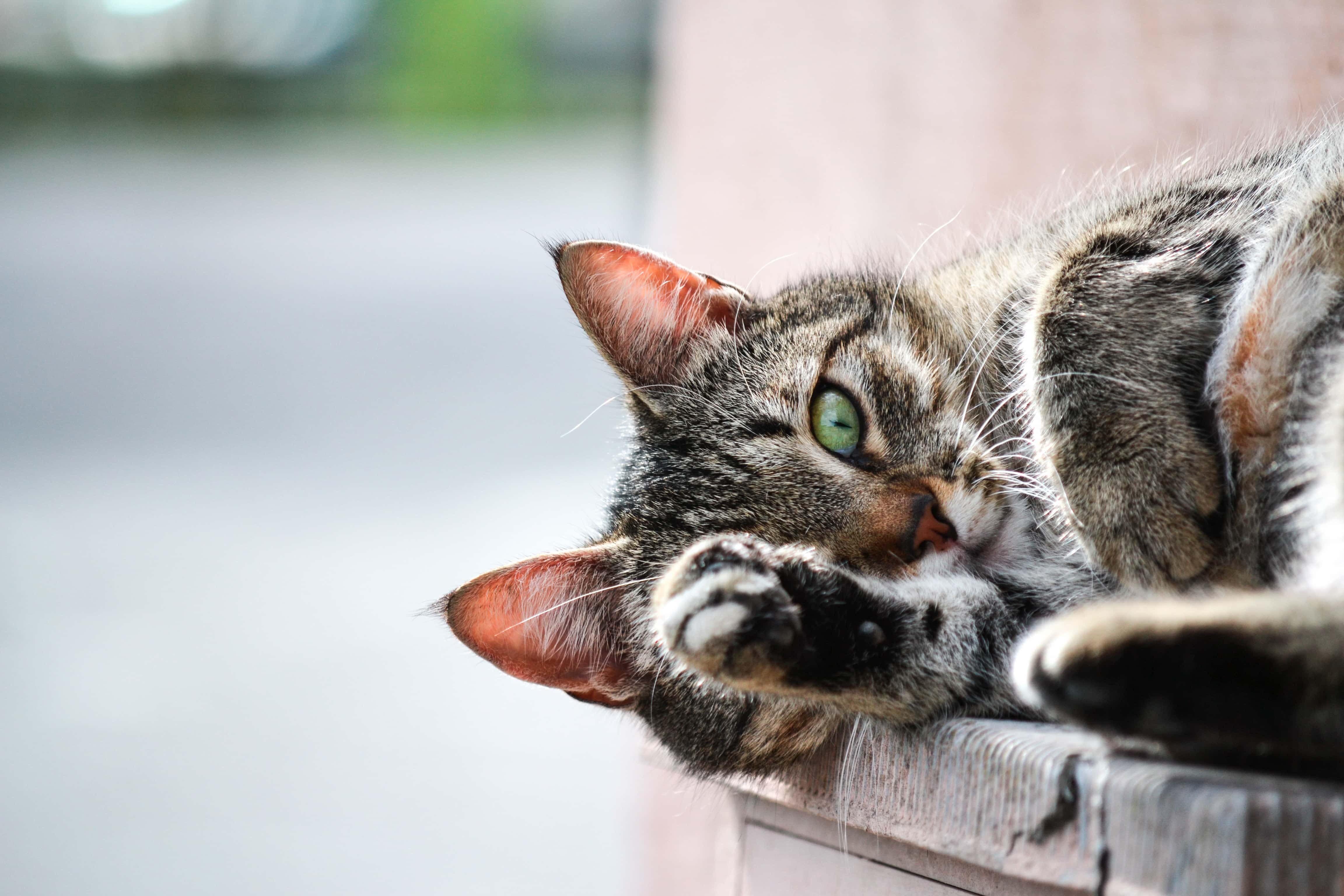 Cat Declawing is Now Banned in British Columbia
