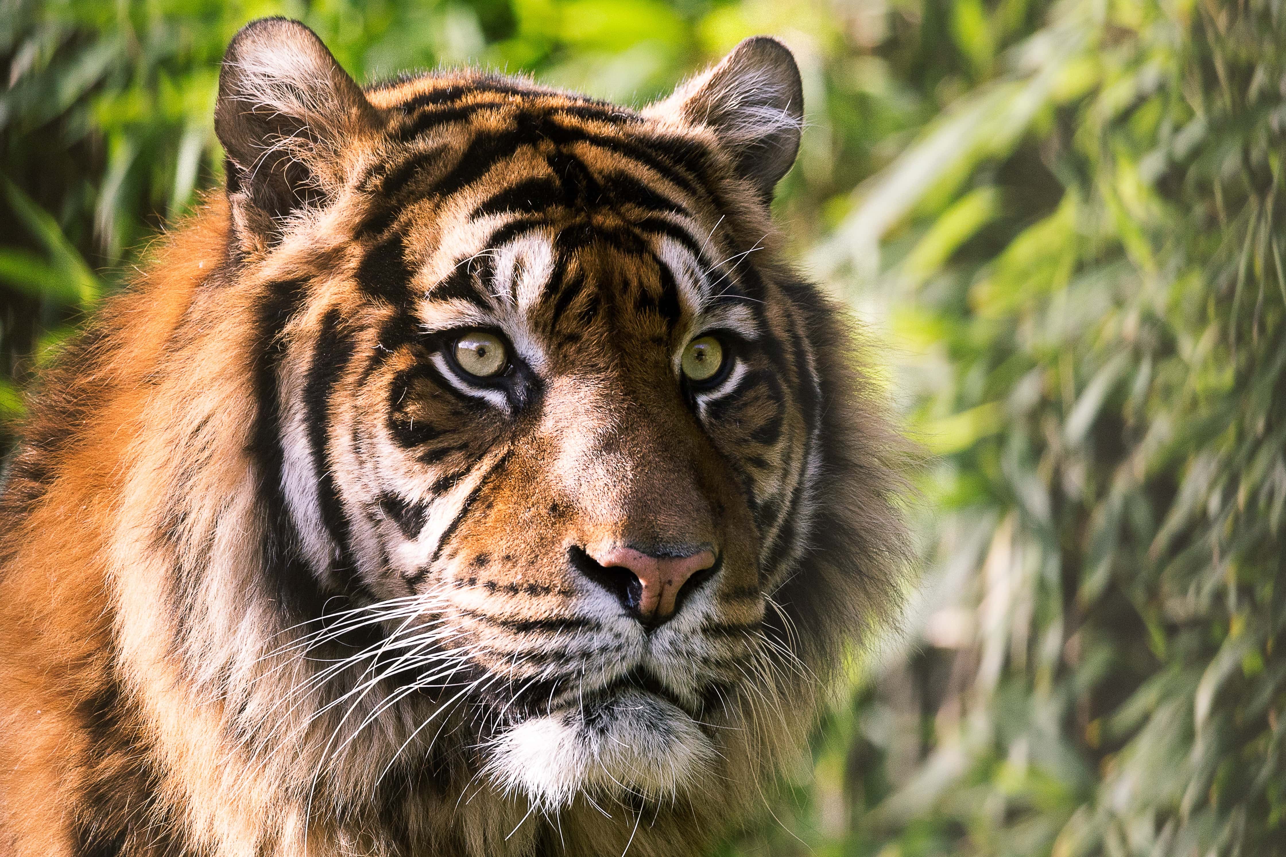 New By-law Bans Zoos & Animal Circuses in Sault Ste. Marie