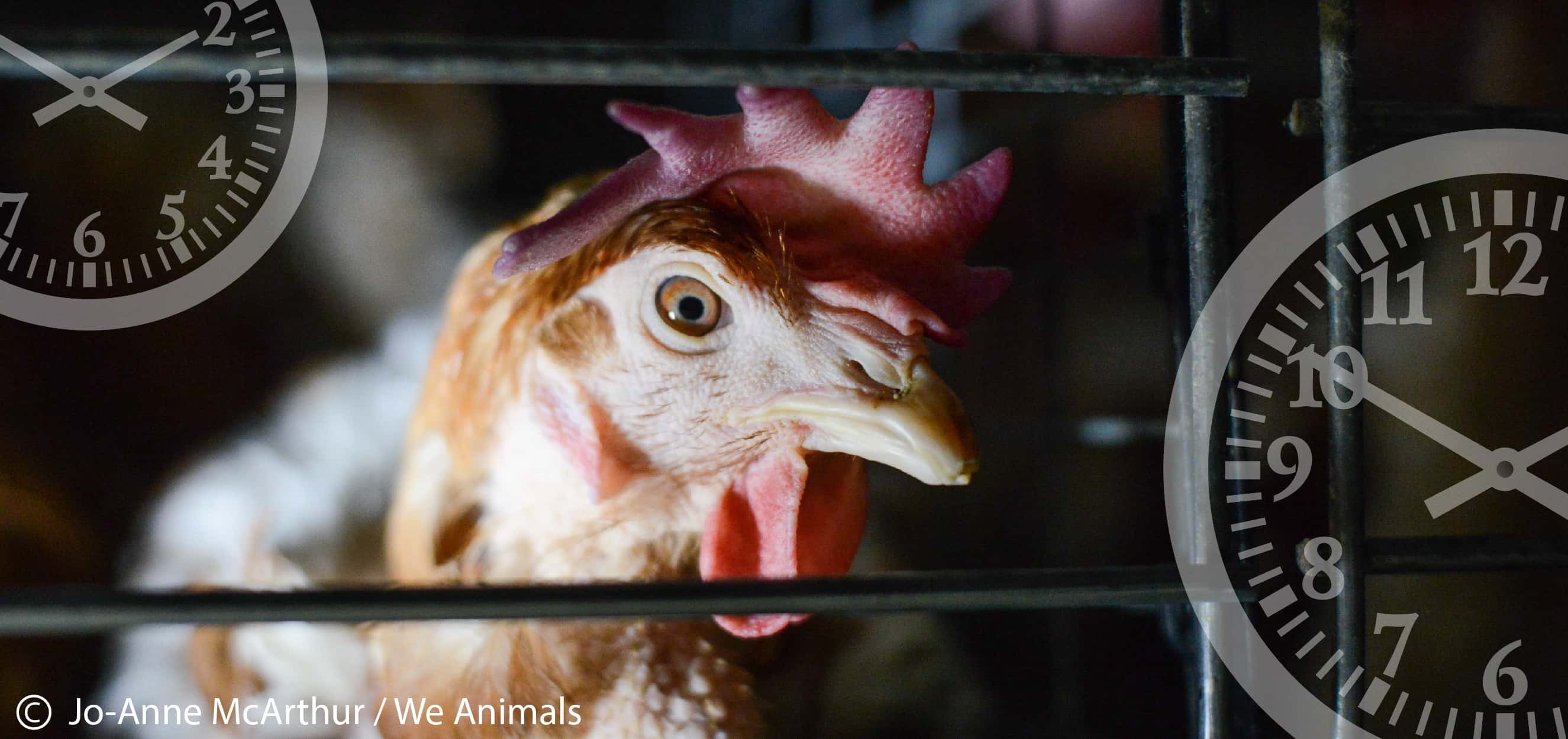 See How Many Animals Canada Killed for Food This Year in Real Time