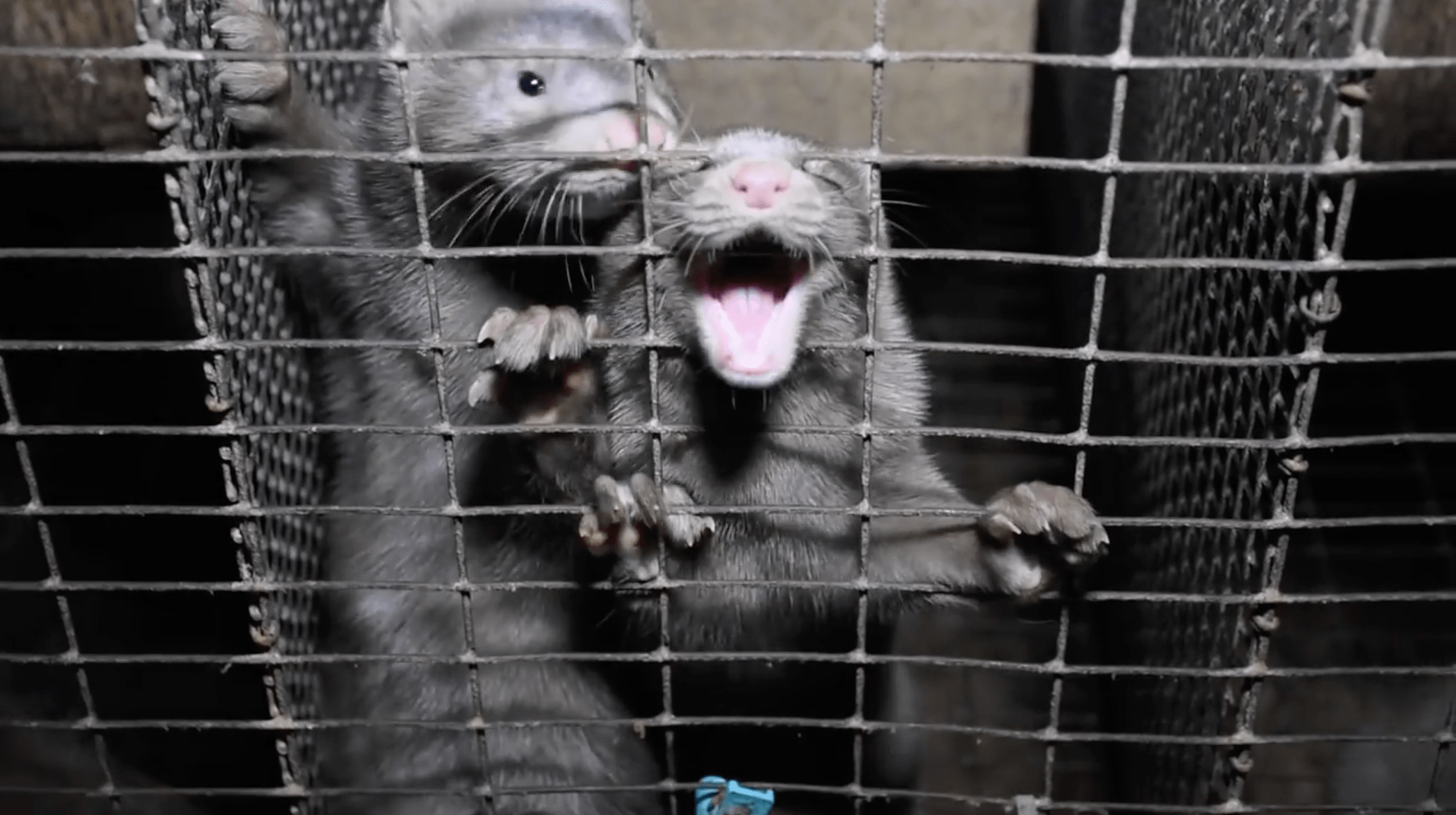 Not Guilty! Animal Advocate Acquitted of Criminal Charge for Filming Inside Fur Farms