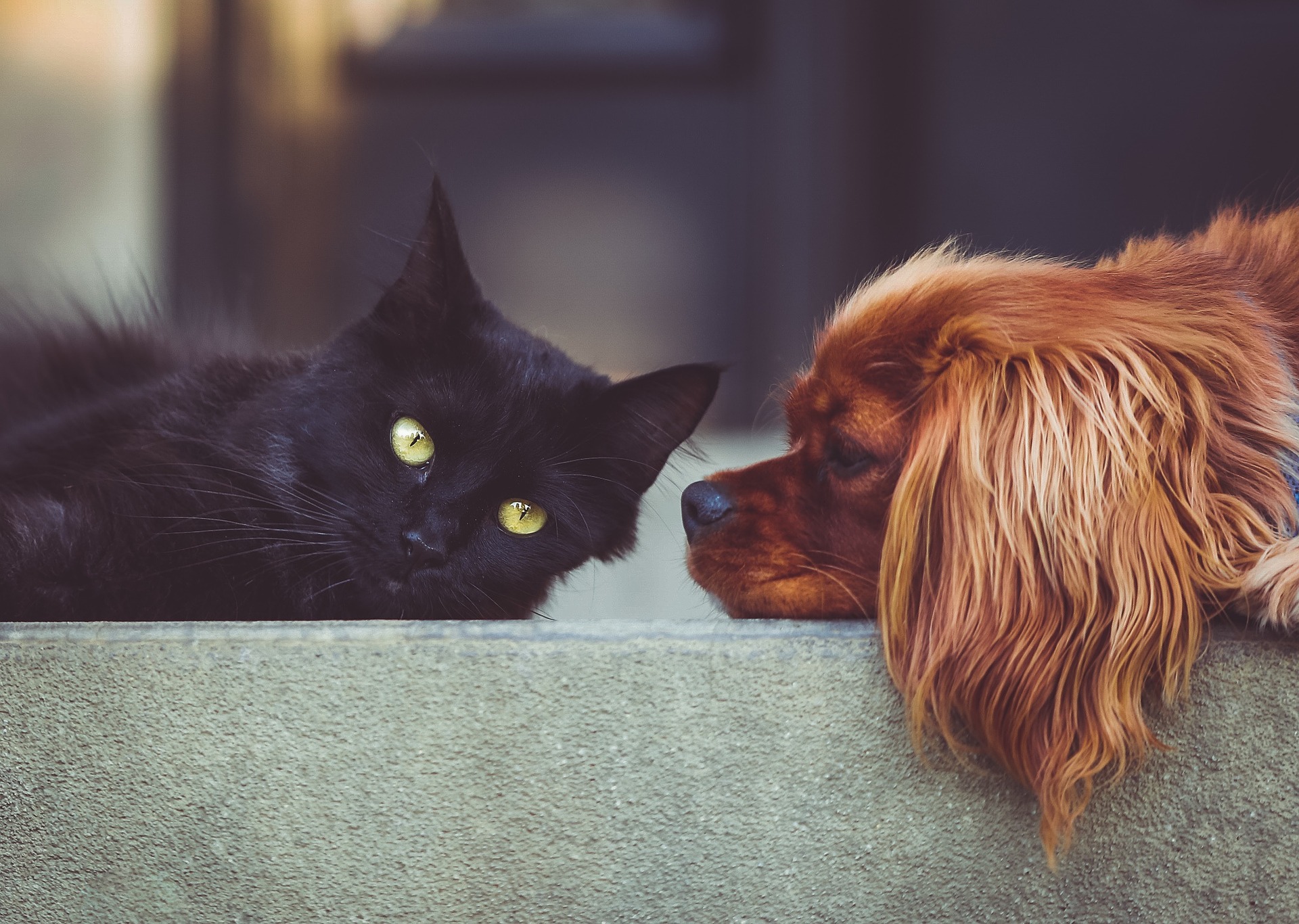 Renting with Pets: A Guide to Ontario Rental Law