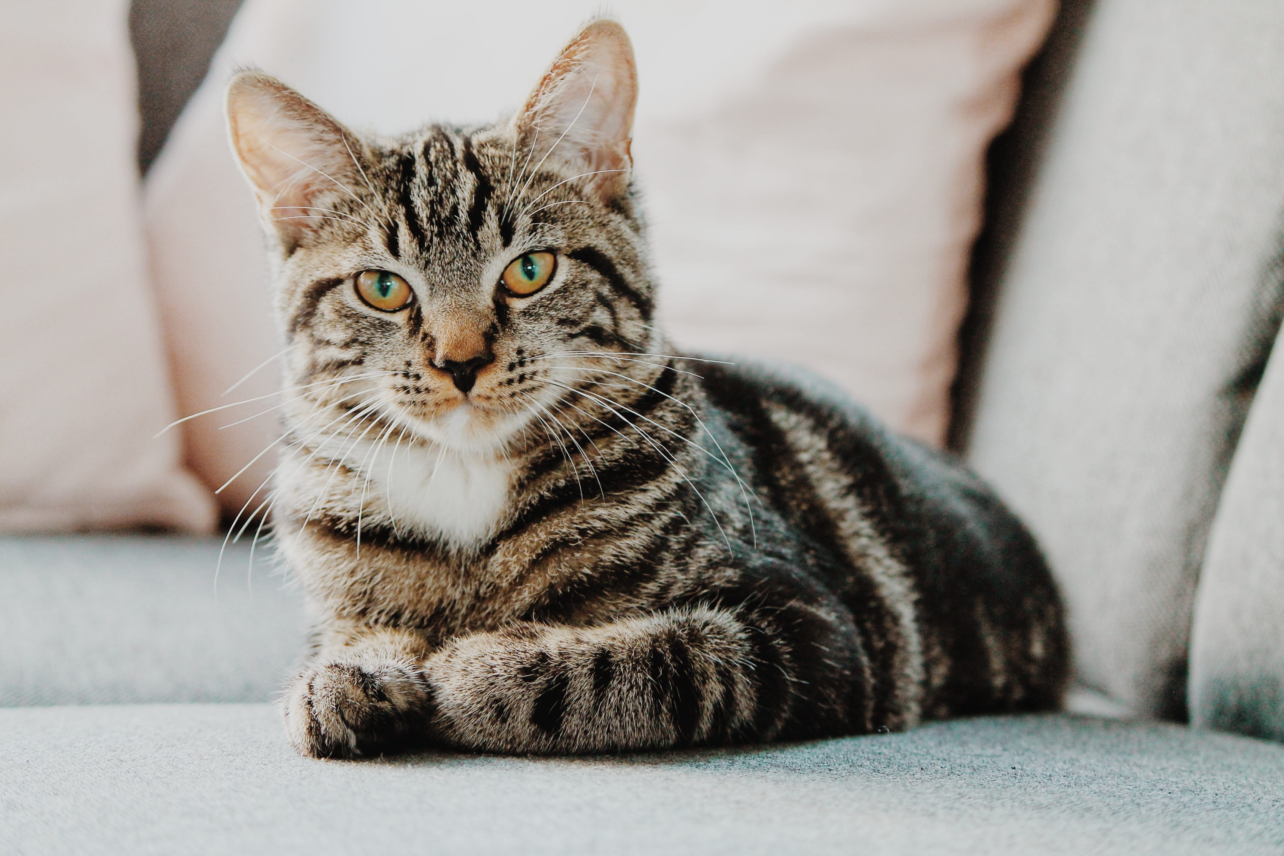Nova Scotia Makes History by Banning Cat Declawing and Other Mutilations