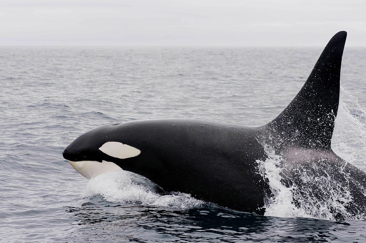 Victory! Bill to Ban Whale & Dolphin Captivity Passes the Senate