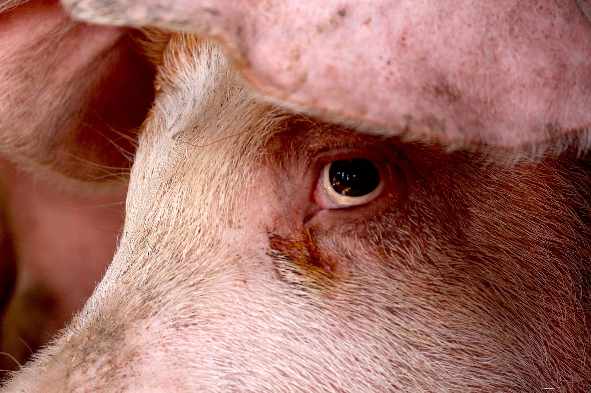 What Do Ontario’s New Slaughter Laws Mean For Animals?