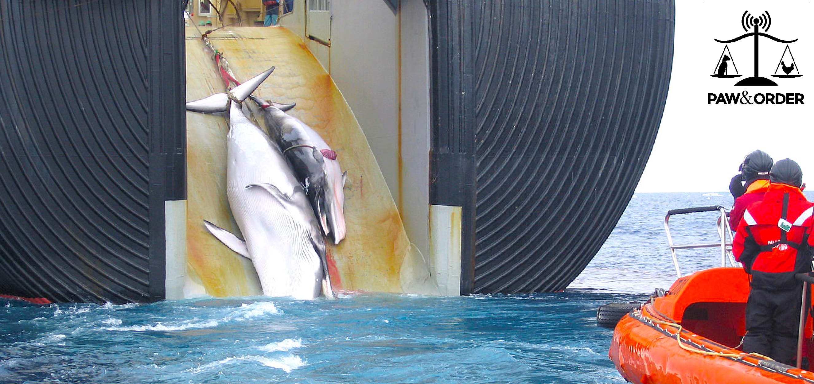 #25: Japan Leaves International Whaling Commission to Harpoon More Whales