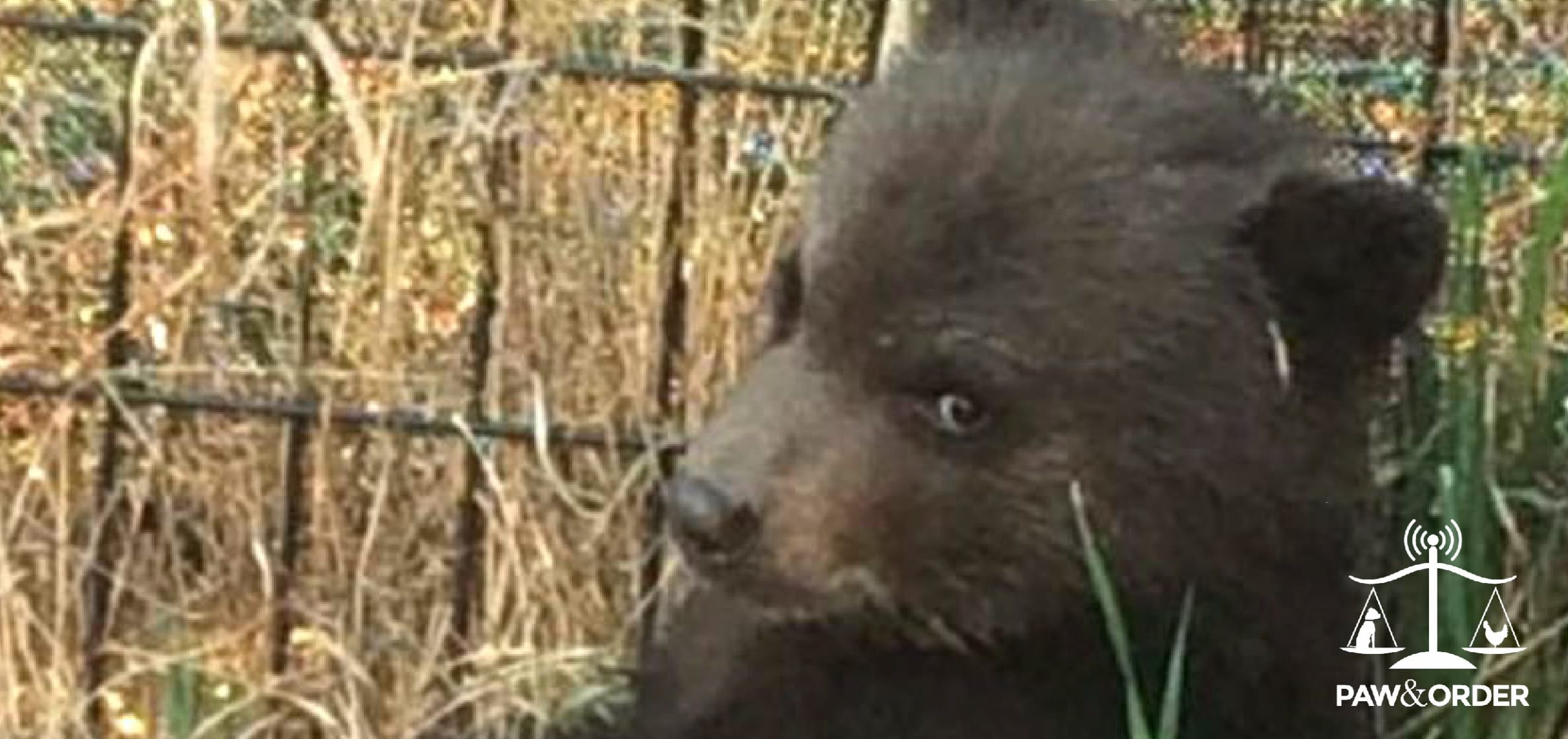 #28: Justice for an Orphaned Bear: Challenging Trigger-happy Wildlife Officials