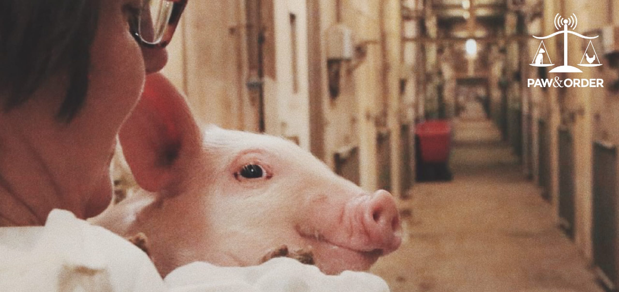 #32: Criminalizing Compassion – #MeatTheVictims & #PigTrial2