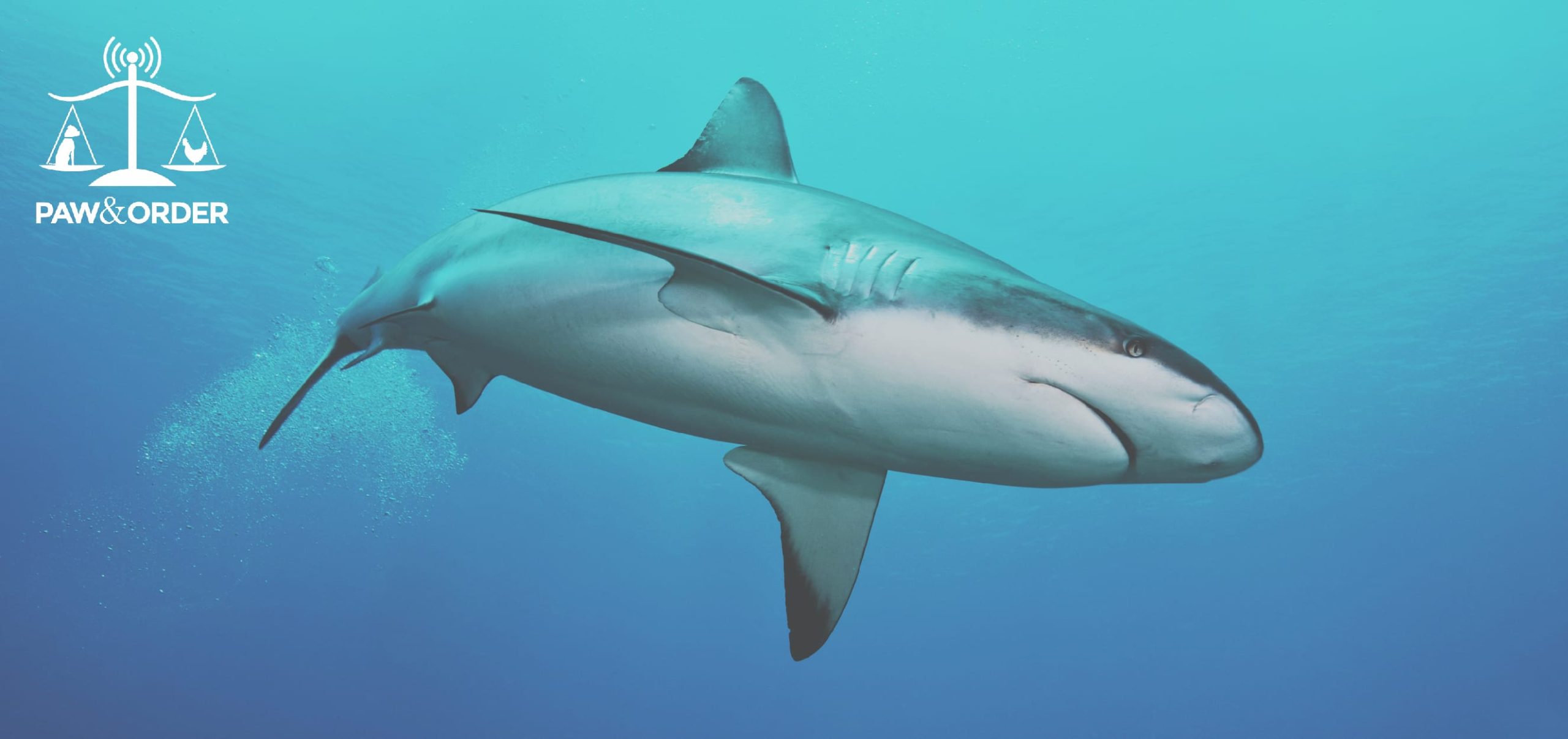 #35: The Battle to Pass Canada’s New Shark Fin Import Ban