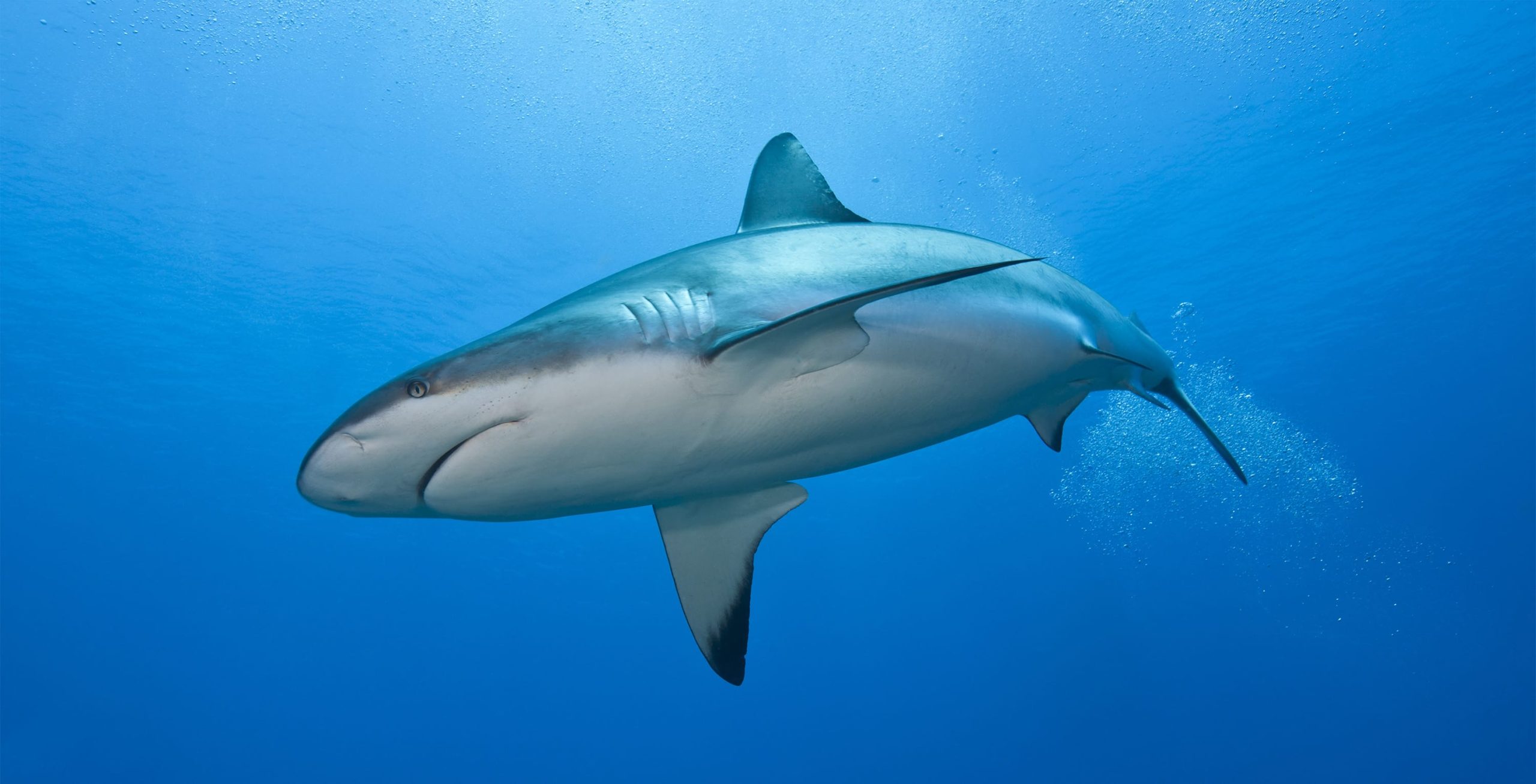 Parliament Passes Groundbreaking Bills Against Shark Finning ...