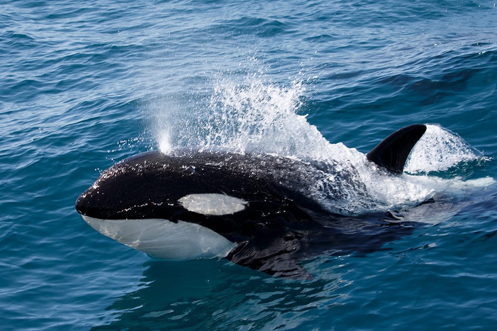 Parliament Passes Historic Ban on Whale & Dolphin Captivity - Animal ...